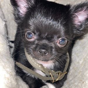 Meet your Posher, Priscila